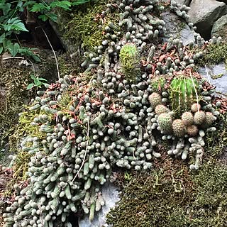 玄関/入り口/木の家/日本家屋/植物/男前...などのインテリア実例 - 2016-07-28 08:02:27