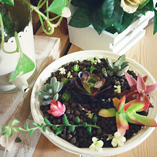 リビング/多肉植物寄せ植え/プラスチックの容器/グリーン大好き♡/珪藻土...などのインテリア実例 - 2018-05-23 19:48:53