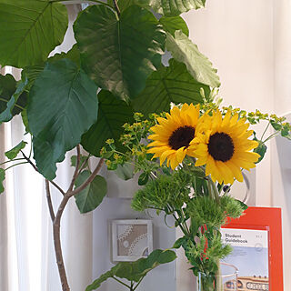部屋全体/お花が好き/観葉植物/黄色好き♡/ハンドメイドのインテリア実例 - 2020-05-31 16:29:59