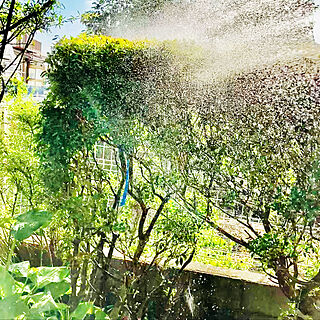 猛暑日予報/植物のある暮らし/RCの出会いに感謝♡/見てくださってありがとう❁︎/ホースでシャワー...などのインテリア実例 - 2021-08-04 08:14:20