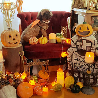 わんちゃんここあちゃん/セリアさんのペット用ハロウィンの飾り/かぼちゃのおばけ/ダイソーさんのひかるガーランドパンプキン/かごのドライフラワーアレンジ...などのインテリア実例 - 2021-10-17 07:23:35