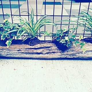 流木/DIY/ガレージ/観葉植物のインテリア実例 - 2016-05-21 12:59:52