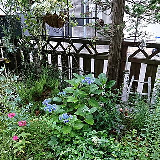 玄関/入り口/庭/小さい庭/ガーデン/狭小ガーデン...などのインテリア実例 - 2018-07-17 08:31:02