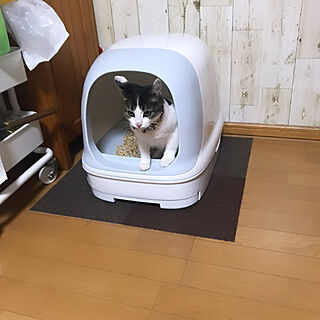 猫ちゃん想い/ニャンとも/ねこと暮らす。/ねこのいる日常/猫トイレ...などのインテリア実例 - 2020-11-23 16:00:44