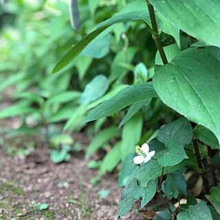 庭のお花/観葉植物/玄関/入り口のインテリア実例 - 2021-06-12 22:21:36