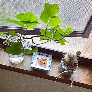 棚/水耕栽培はじめました♪/セリア/ナチュラル/観葉植物...などのインテリア実例 - 2018-04-30 21:16:59