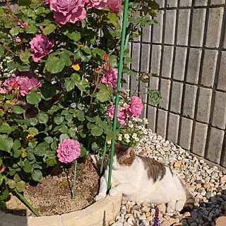 玄関/入り口/小さな暮らし/植物のある暮らし/田舎暮らし/花のある暮らし...などのインテリア実例 - 2023-05-03 15:52:58