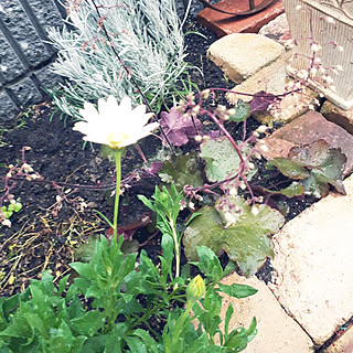 部屋全体/クリーピングタイム花が咲かない～/クリーピングタイム、カット/お花のお引っ越し/植物のある暮らし...などのインテリア実例 - 2018-06-30 19:53:51