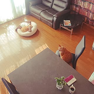 リビング/癒し/新生活/保護猫/ねこのいる日常...などのインテリア実例 - 2024-03-23 08:25:54