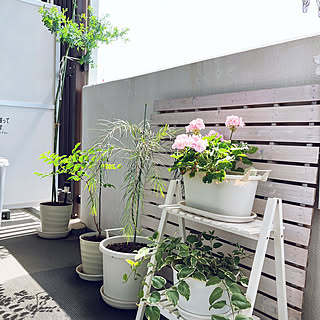 わたしの休日のすごし方/おうち時間/暮らしを楽しむ♪/お花が好きꕤ*.ﾟ/植物に癒される...などのインテリア実例 - 2023-05-03 14:09:21