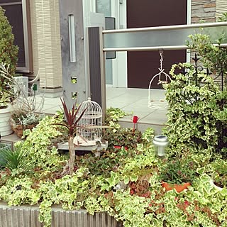 玄関/入り口/お庭の木/植物のインテリア実例 - 2014-06-18 11:15:51