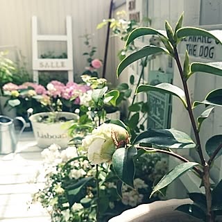 ていねいな暮らし/インスタも見てね/子供と暮らす。/狭小を楽しむ/GREENのある暮らし...などのインテリア実例 - 2016-04-16 10:08:21