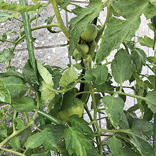 トマト栽培中/家庭菜園のインテリア実例 - 2022-06-24 07:25:08