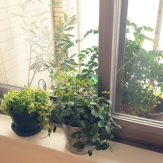 壁/天井/窓辺に植物/ぺぺロミアのインテリア実例 - 2019-07-01 11:50:45