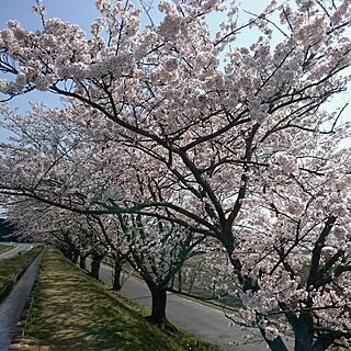 花のある暮らし/いつもいいねやコメありがとうございます♡/桜/桜並木のインテリア実例 - 2017-04-14 17:24:03