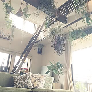 部屋全体/塩系インテリア/観葉植物/植物のある生活/植物のある暮らし...などのインテリア実例 - 2015-08-01 20:35:59