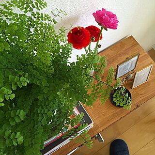 棚/花を飾る/観葉植物/一人暮らしのインテリア実例 - 2016-05-07 14:02:20