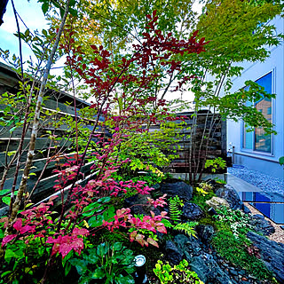 紅葉が楽しみ/夏櫨の紅葉/坪庭 和風/和の庭/雑木林風...などのインテリア実例 - 2022-09-07 20:10:52