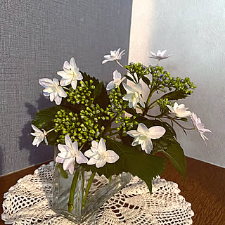 紫陽花 隅田の花火のインテリア実例 Roomclip ルームクリップ