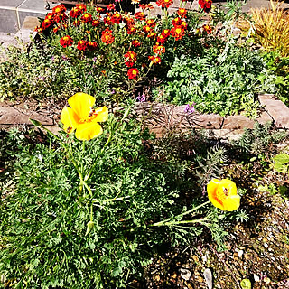 カリフォルニアポピーのインテリア実例 Roomclip ルームクリップ