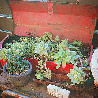 キッチン/garden/平屋暮らし/ジャンクスタイル/NO GREEN NO LIFE...などのインテリア実例 - 2019-12-03 19:23:05