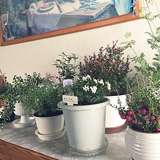観葉植物 ハッピーベリーのインテリア実例 Roomclip ルームクリップ 観葉植物 ハッピーベリーのインテリア実例 Roomclip ルームクリップ