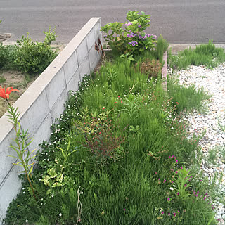 雑草ぱねぇ 雑草ボーボー 雑草だらけ 花壇 玄関 入り口のインテリア実例 19 07 18 23 39 15 Roomclip ルームクリップ