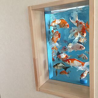 金魚のインテリア実例 Roomclip ルームクリップ