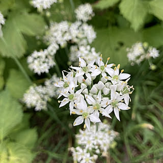 にらの花のインテリア実例 Roomclip ルームクリップ