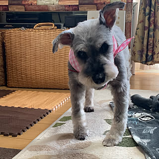 ペットのいる暮らし/家族/お星さま/ありがとう/老犬...などのインテリア実例 - 2019-05-13 08:49:34