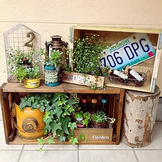 多肉植物 ペプシの木箱のインテリア実例 Roomclip ルームクリップ