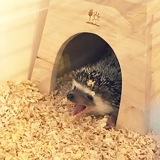 ヘッジホッグのインテリア実例 Roomclip ルームクリップ