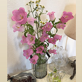 花のある暮らし カンパニュラのインテリア実例 Roomclip ルームクリップ