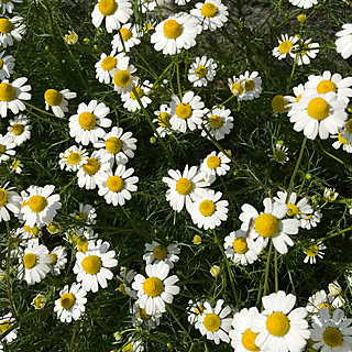 ガーデニング カモミールのインテリア実例 Roomclip ルームクリップ