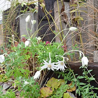 花suguri/Green Works/庭 niwa/kadan/建築資材/廃材 haizai...などのインテリア実例 - 2014-11-05 17:32:16