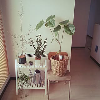 棚/salut !/IKEA /セリア★/ソフォラ・ミクロフィラ・リトルベイビー...などのインテリア実例 - 2014-10-13 09:23:39