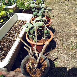 カランコエ 多肉植物のある暮らしのインテリア実例 Roomclip ルームクリップ