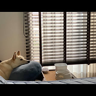 犬と寝る部屋のインテリア実例 Roomclip ルームクリップ 犬と寝る部屋のインテリア実例 Roomclip ルームクリップ