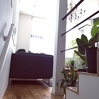 リビング/アイアン手すり/ベンガレンシス/万年青/エバーフレッシュ...などのインテリア実例 - 2017-01-15 12:28:56