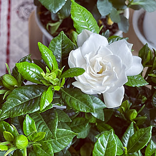 くちなしの花のインテリア実例 Roomclip ルームクリップ くちなしの花のインテリア実例 Roomclip ルームクリップ