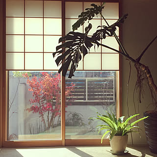 紅葉 イロハモミジのインテリア実例 Roomclip ルームクリップ