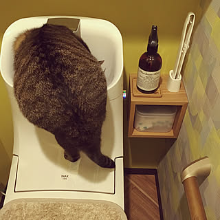 バス/トイレ/マーチソン ヒューム/流せるトイレブラシ/無印良品/無印良品 壁に付けられる家具...などのインテリア実例 - 2019-01-10 13:43:19