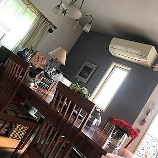 壁/天井/三毛猫パフェさん/イマジンウォールペイント/NO GREEN NO LIFE/壁塗りました...などのインテリア実例 - 2017-10-20 09:39:46