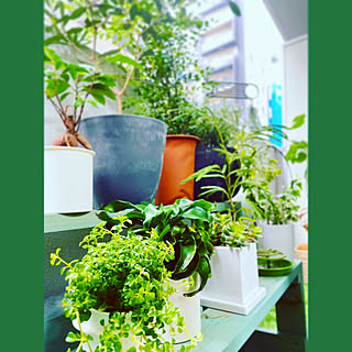 玄関 入り口 ドラセナコンパクタのインテリア実例 Roomclip ルームクリップ