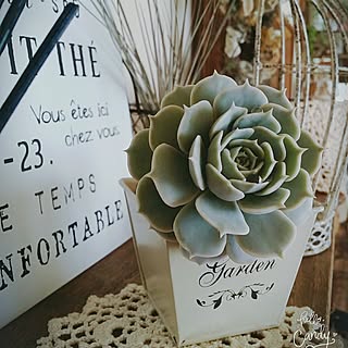 多肉植物 ローラのインテリア実例 Roomclip ルームクリップ 多肉植物 ローラのインテリア実例 Roomclip ルームクリップ
