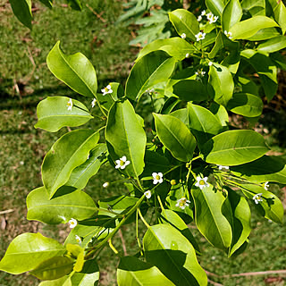 ソヨゴの花のインテリア実例 Roomclip ルームクリップ