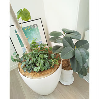 寄せ植え ゴムの木のおしゃれなアレンジ 飾り方のインテリア実例 Roomclip ルームクリップ