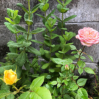 毎年咲く花のインテリア実例 Roomclip ルームクリップ
