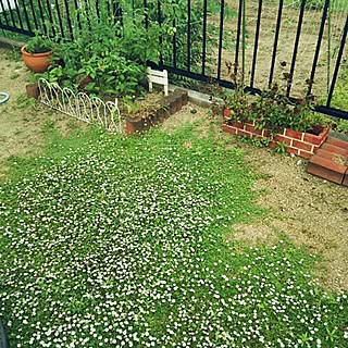 グランドカバーはヒメイワダレソウ トマト栽培中のインテリア実例 Roomclip ルームクリップ