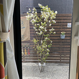 ジューンベリーの花のインテリア実例 Roomclip ルームクリップ